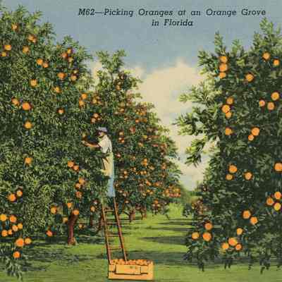 Picking Oranges at an orange grove in Florida