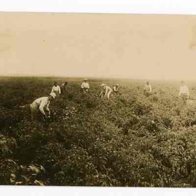 Dania Tomato Field 1912