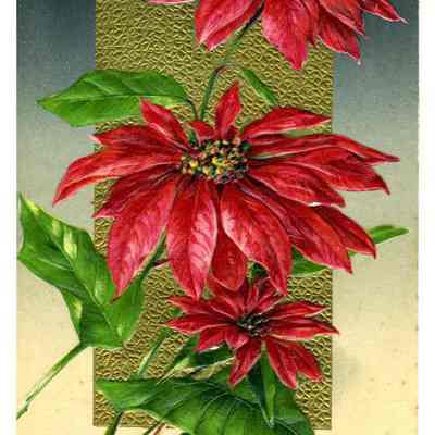 Joyful Christmas Greetings from Florida
