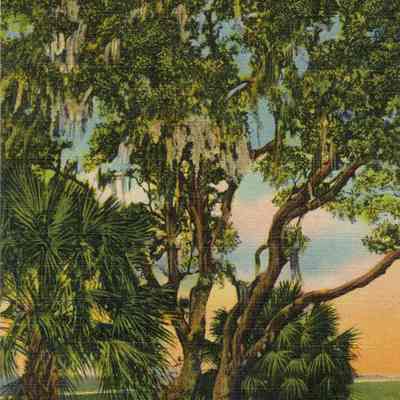 Lanier's Oak, Georgia