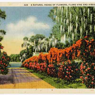 A Natural Hedge of Flowers, Flame Vine and Hibiscus, Florida