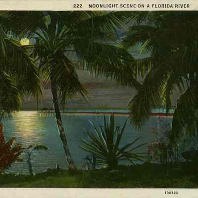 Moonlight Scene on a Florida River