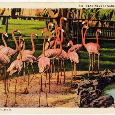 Flamingos in Garden, Florida