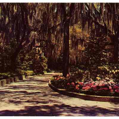 Lovely Hydrangea and Spanish Moss