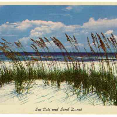 Sea-Oats and Sand Dunes Along Florida's Beautiful Coast Line