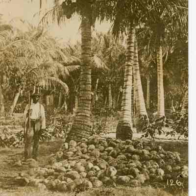 African-American Man Harvesting Coconuts c.1912