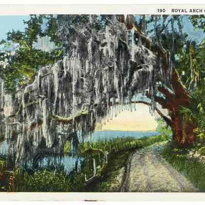 Royal Arch Oak, Florida
