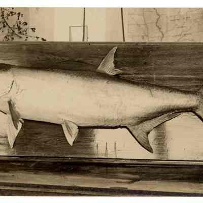 Trophy Tarpon