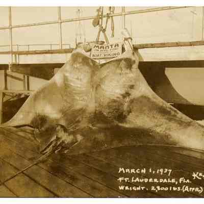 3000 Pound Manta