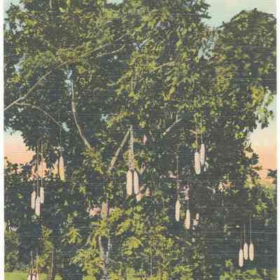 Sausage Tree, Flamingo Groves, Davie, Florida