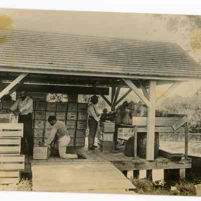 Pineapple Packing House on the Miami River 1912-1914