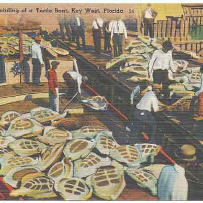 Arrival and Unloading of a Turtle Boat, Key West, Florida--24