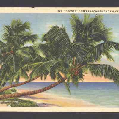 Cocoanut Trees Along the Coast of Florida