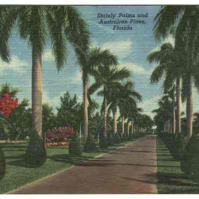 Stately Palms and Australian Pines, Florida