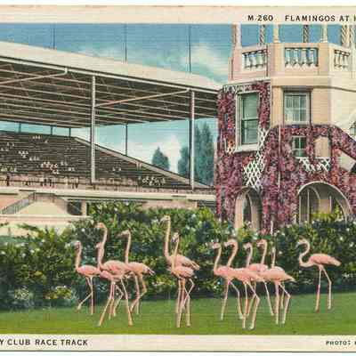 Flamingos at Hialeah Park, Miami Jockey Club Race Track
