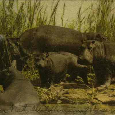 Kruger National Wild Animal Reserve, Kruger National Park. June 2, Nairobi, Kenya, East Africa