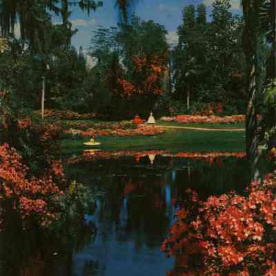 Charming Southern belles adorn a scene of tropical splendor at world famous Cypress Gardens, Florida.