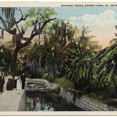 Banana Trees, Roser Park, St. Petersburg, Fla.