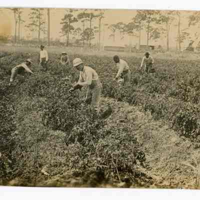 Dania Tomato Field Pickers c.1912