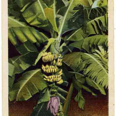 Banana Tree showing bud and fruit in Florida