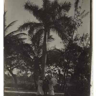 A Couple Standing under a Palm Tree