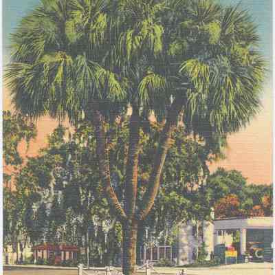 Three-Pronged Cabbage Palm, Daytona Beach, Florida--T404