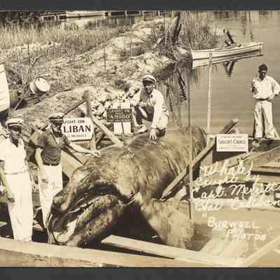 Wright Whale Caught on Caliban