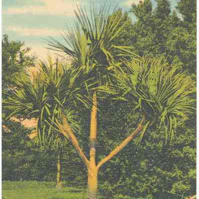 Screw Pine Tree, Flamingo Groves, Davie, Florida