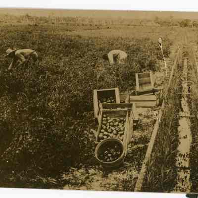 Harvesting Bell Peppers and Tomatoes on A. H. Butts Farm c.1912