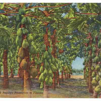 A Papaya Plantation in Florida