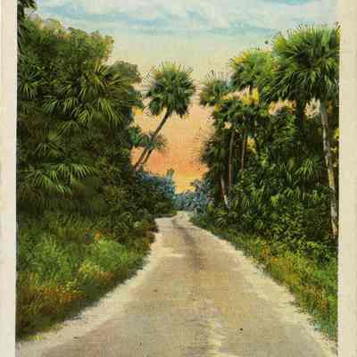 Roadway Among the Palms in Florida