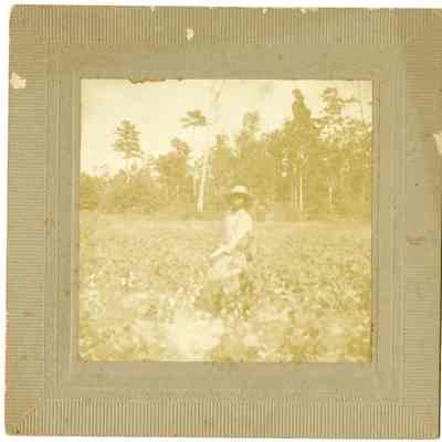 African-American Boy Handpicking Crops