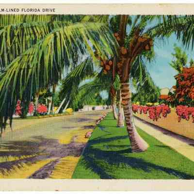 A Beautiful Palm-Lined Florida Drive