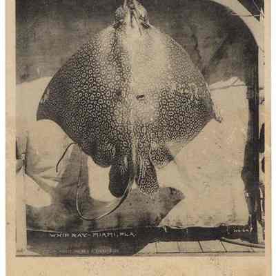 Whip Ray - Miami, Fla