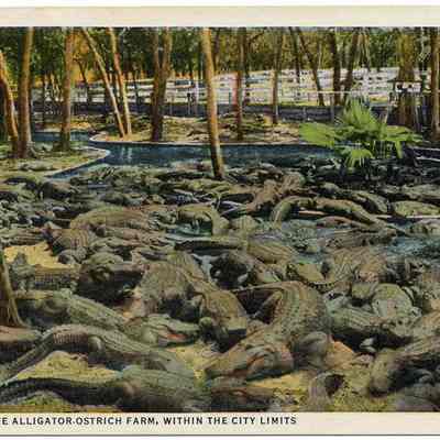 St. Augustine Alligator-Ostrich Farm, Within the City Limits