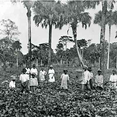 African-American Agricultural Laborers in a Field c.1910