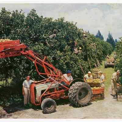 Citrus Harvest at Flamingo Orange Groves