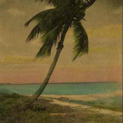 The Lonely Shore