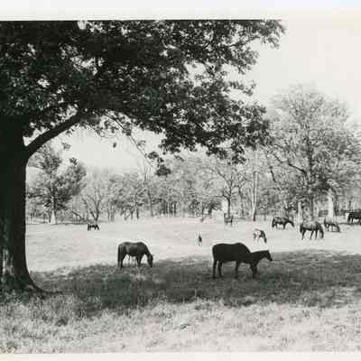 Horses at Castleton Farm, Lexington, KY