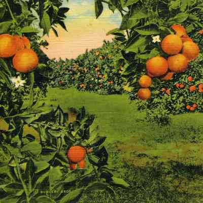 Florida Orange Groves Branch of Orange Tree, Blooming and bearing fruit