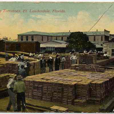 Shipping Tomatoes, Ft. Lauderdale, Florida.