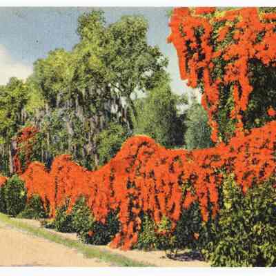 Bright Flowers Flaunt Their Colors Rare and with Sweet Perfume Fill the Air, "Come to Florida"