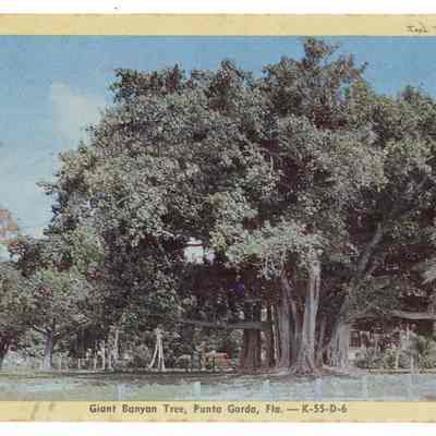 Giant Banyan Tree, Punta Gorda, Fla.