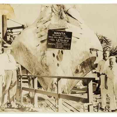 5500 Pound Manta