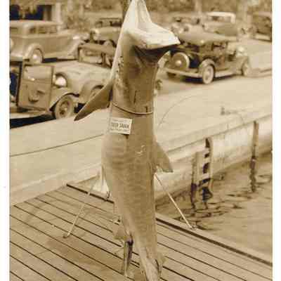 "Man Eater" Tiger Shark