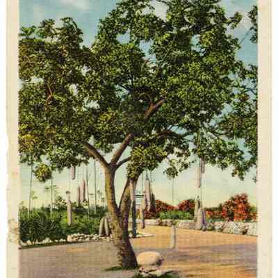 The Sausage Tree (Kigelia pinnata) Florida