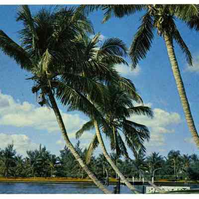 Whispering Palms, Florida