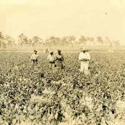 African-Americans Harvesting Peppers