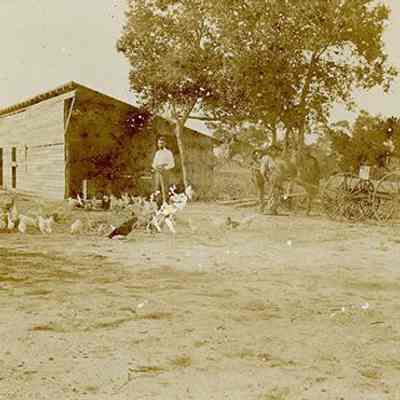 Frank Stranahan Feeding His Chickens