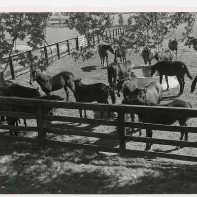 Horses at Castleton Farm, Lexington, KY
